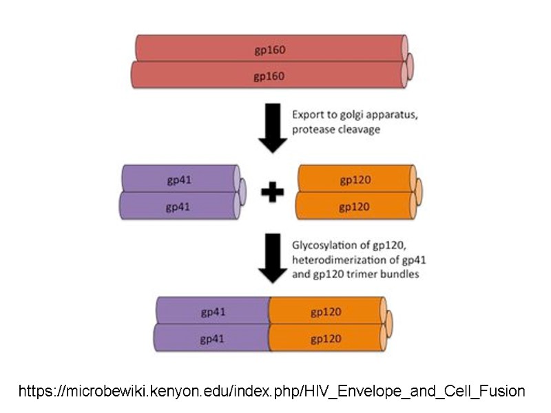 https://microbewiki.kenyon.edu/index.php/HIV_Envelope_and_Cell_Fusion